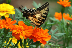 A Garden That Is Home To Butterflies