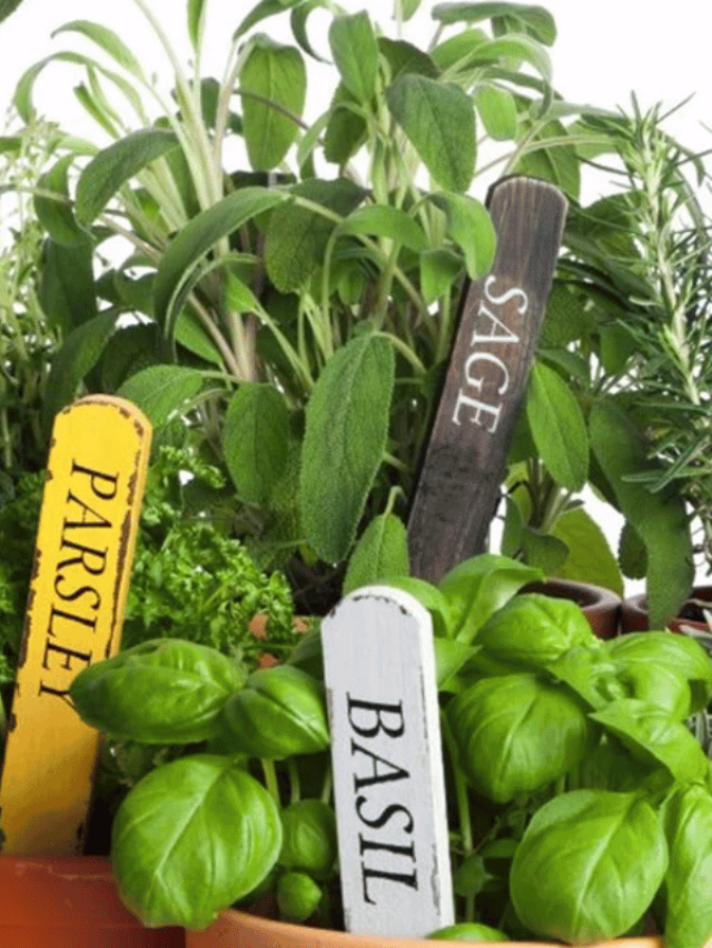 The Best Herbs For Your Kitchen Garden