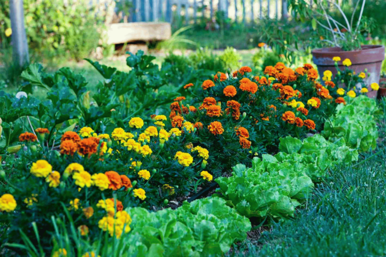 Edible Landscaping