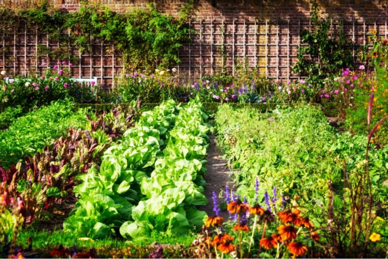 Growing Your Own Vegetables