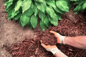 Mulching Garden Practice: The Importance of Mulching 