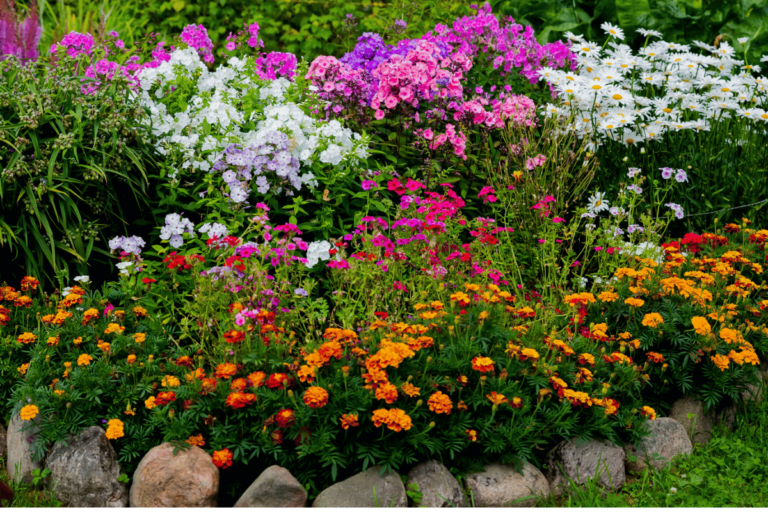 The Best Perennial Flowers for Your Garden