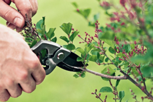 Art of Pruning Trees and Shrubs