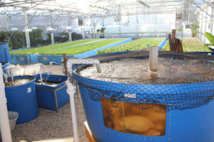 Aquaponics