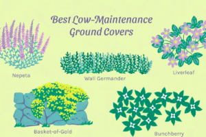 Ground Cover Plants