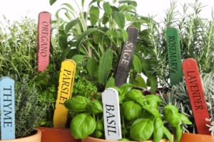 Herbs for Your Kitchen garden