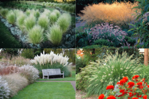 The Best Grasses for Ornamental