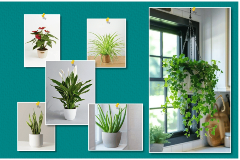 Great Plants for Air Cleaning