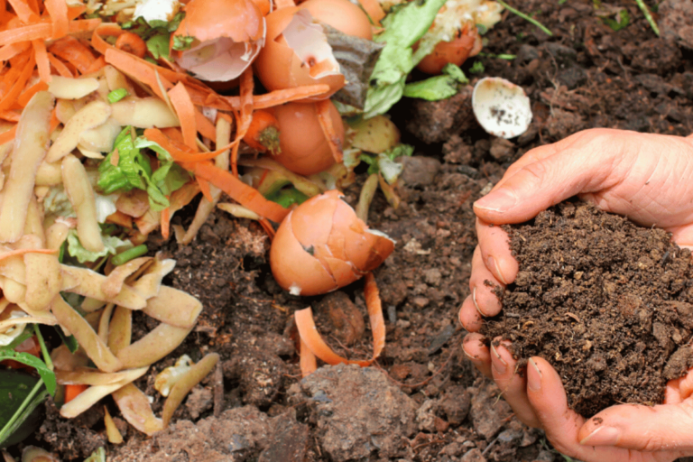 Composting for Beginners