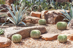 Benefits of Xeriscaping