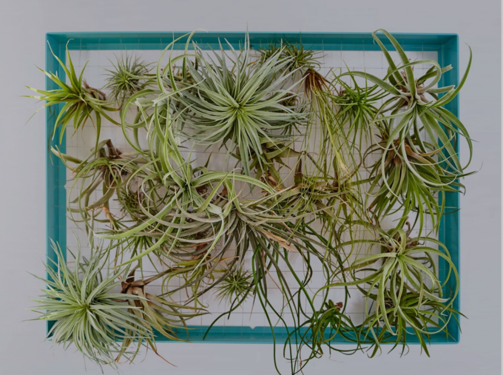 Air Plant Display