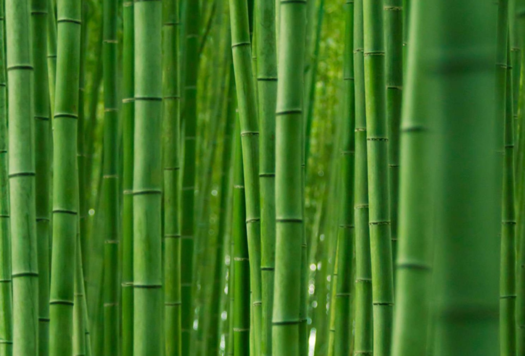 Bamboo Garden