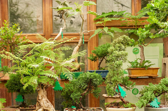 Bonsai Forest