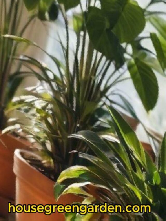 Natural Nutrients For House Plants