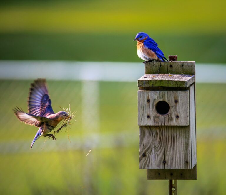 DIY Birdhouse Project