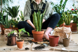 How To Start A Home Garden