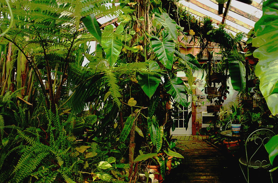 Tropical Rainforest 